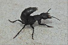 Ocypus Olens