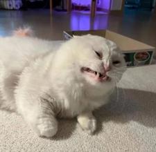 Milk Hoover