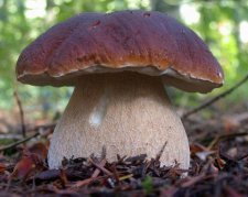 boletus