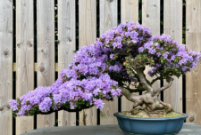 rododendro